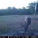 Hanke's Hunts Kansas Game Camera Photo