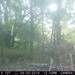Hanke's Hunts Kansas Game Camera Photo