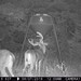 Hanke's Hunts Kansas Game Camera Photo