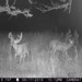 Hanke's Hunts Kansas Game Camera Photo