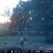 Hanke's Hunts Kansas Game Camera Photo