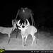 Hanke's Hunts Kansas Game Camera Photo