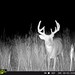 Hanke's Hunts Kansas Game Camera Photo