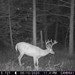 Hanke's Hunts Kansas Game Camera Photo