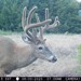 Hanke's Hunts Kansas Game Camera Photo