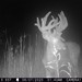 Hanke's Hunts Kansas Game Camera Photo
