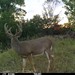 Hanke's Hunts Kansas Game Camera Photo