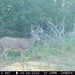 Hanke's Hunts Kansas Game Camera Photo