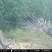 Hanke's Hunts Kansas Game Camera Photo