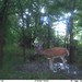 Hanke's Hunts Kansas Game Camera Photo